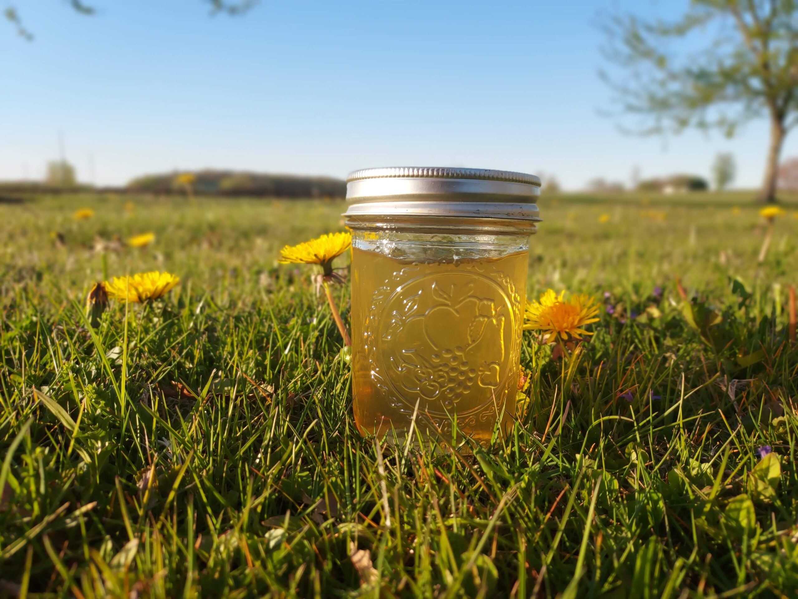 Dandelion Jelly