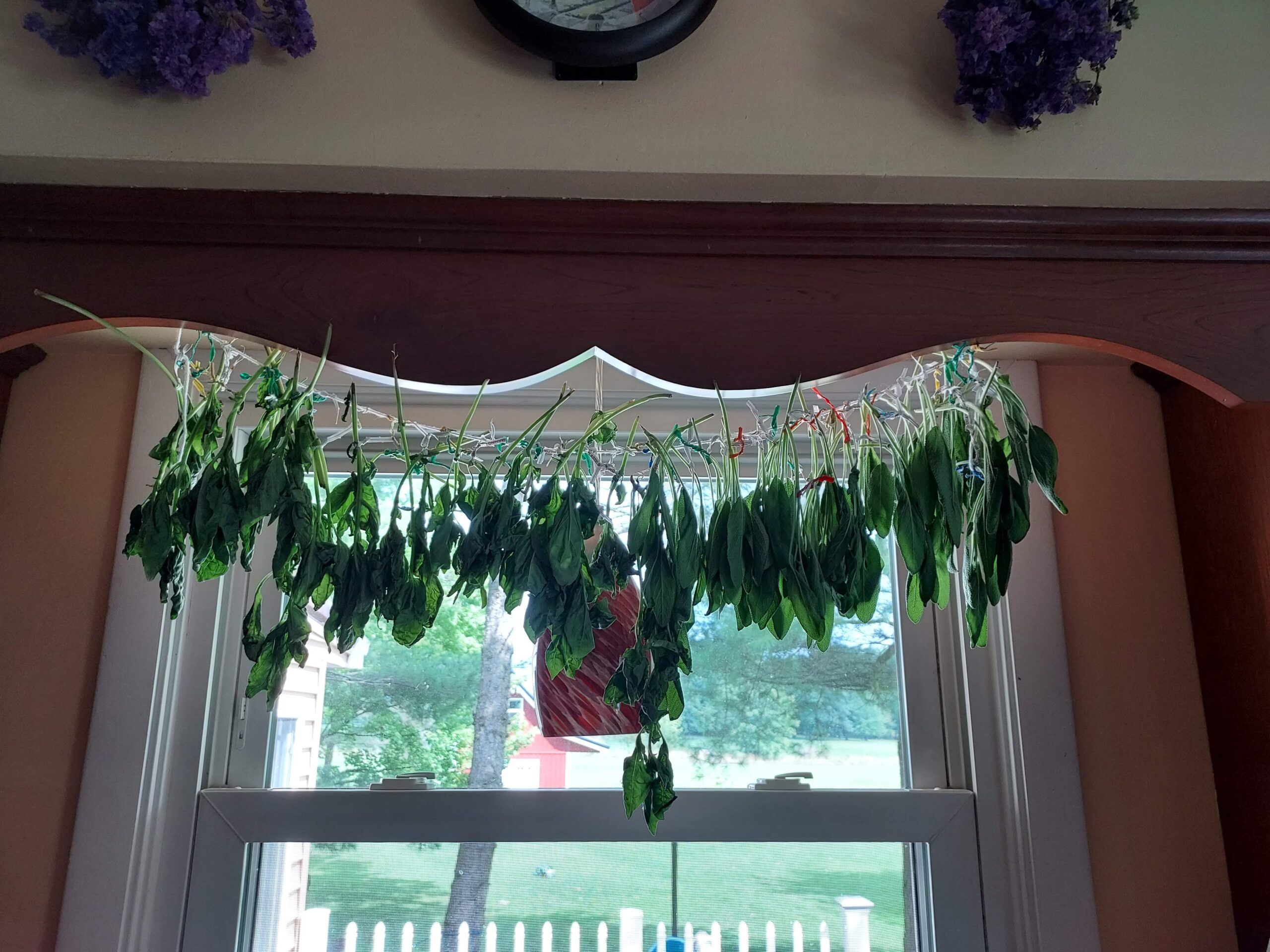 Drying Herbs – The Hanging Method